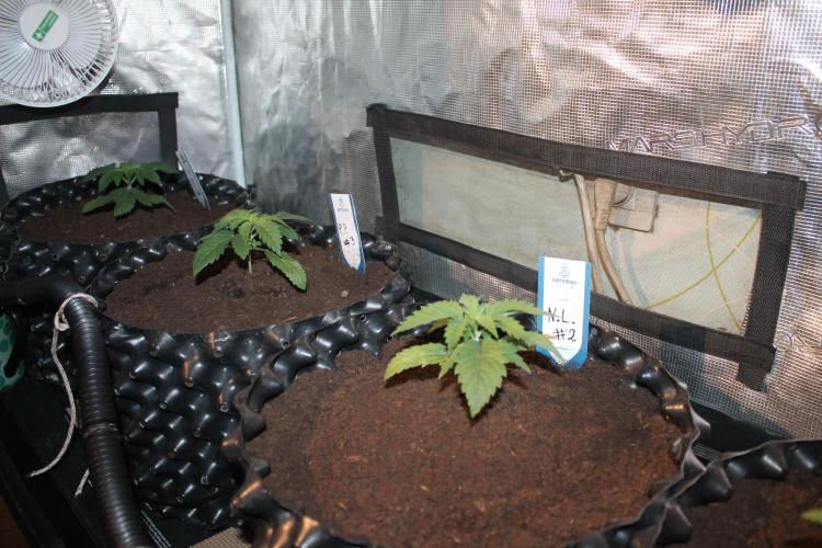 Purple Punch & Northern Lights in scrOG. Week 3 - Day 17
