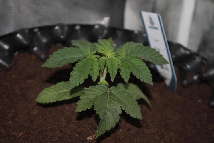 Purple Punch & Northern Lights in scrOG. Week 3 - Day 17
