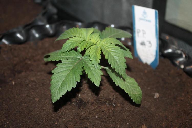 Purple Punch & Northern Lights in scrOG. Week 3 - Day 17