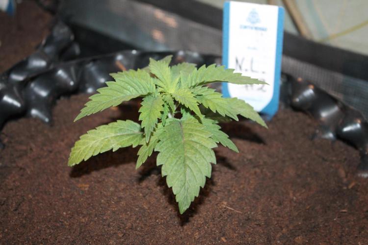 Purple Punch & Northern Lights in scrOG. Week 3 - Day 17