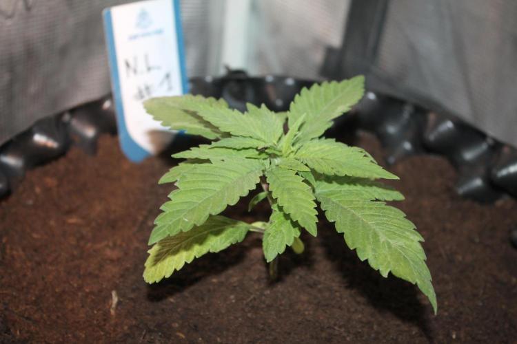 Purple Punch & Northern Lights in scrOG. Week 3 - Day 17
