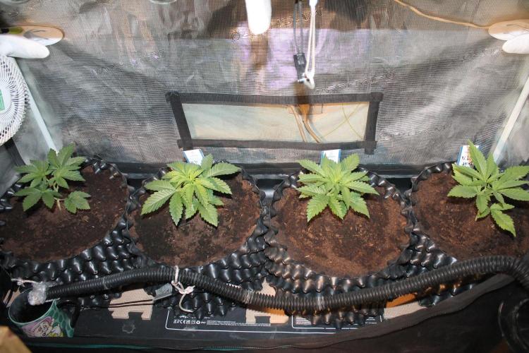 Purple Punch & Northern Lights in scrOG. Week 3 - Day 21