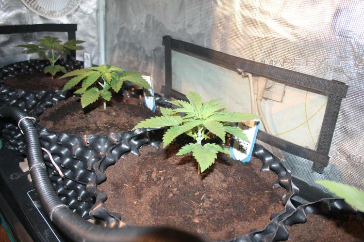 Purple Punch & Northern Lights in scrOG. Week 3 - Day 21