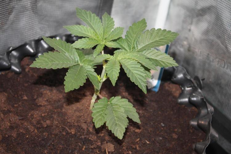 Purple Punch & Northern Lights in scrOG. Week 3 - Day 21