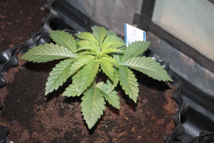 Purple Punch & Northern Lights in scrOG. Week 3 - Day 21