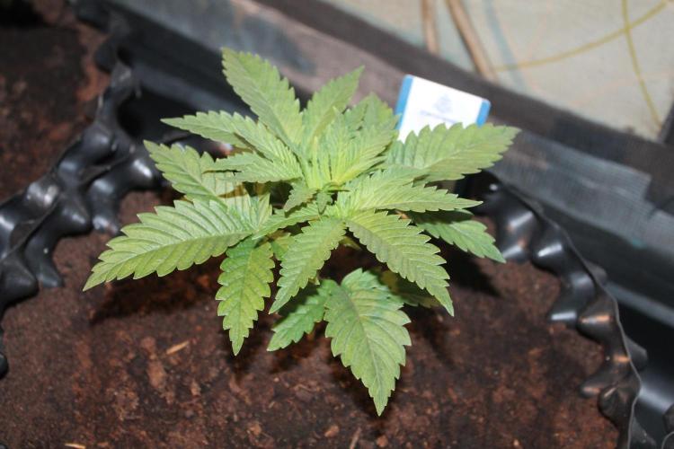 Purple Punch & Northern Lights in scrOG. Week 3 - Day 21