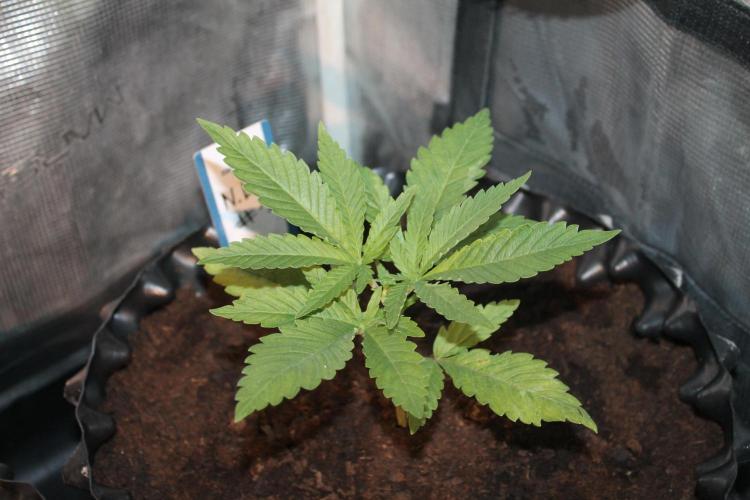 Purple Punch & Northern Lights in scrOG. Week 3 - Day 21