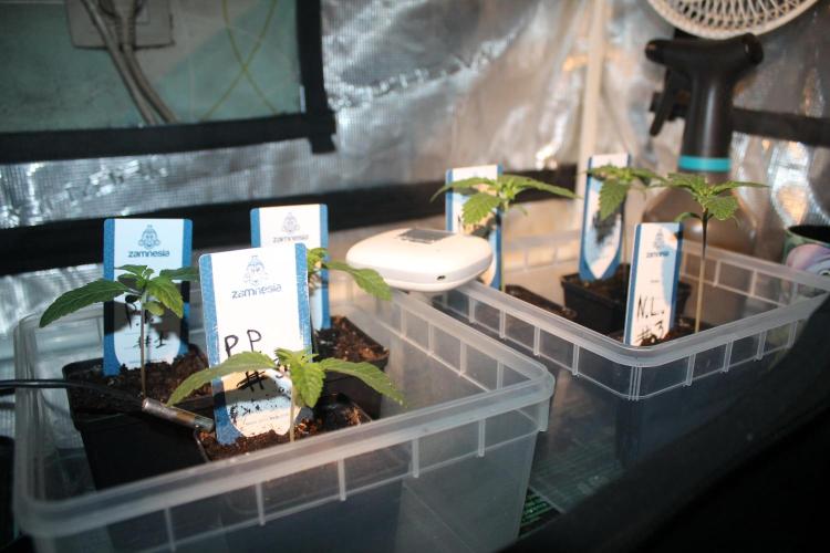 Purple Punch & Northern Lights in scrOG. Week 2 - Day 10