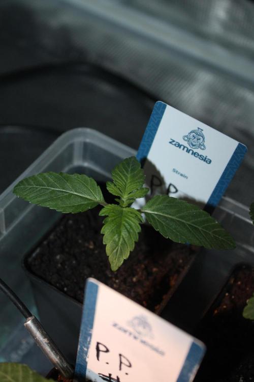 Purple Punch & Northern Lights in scrOG. Week 2 - Day 10
