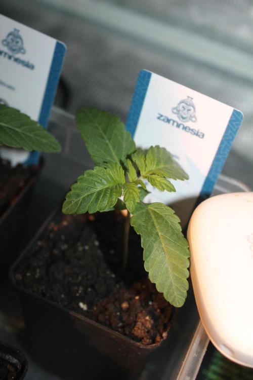 Purple Punch & Northern Lights in scrOG. Week 2 - Day 10