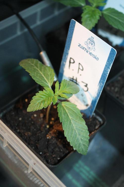 Purple Punch & Northern Lights in scrOG. Week 2 - Day 10