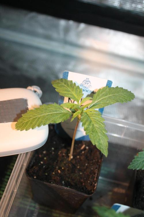 Purple Punch & Northern Lights in scrOG. Week 2 - Day 10