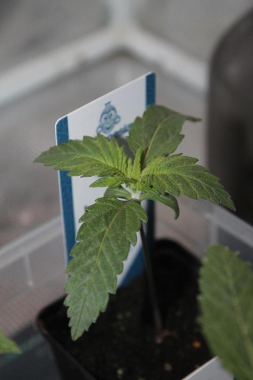 Purple Punch & Northern Lights in scrOG. Week 2 - Day 10