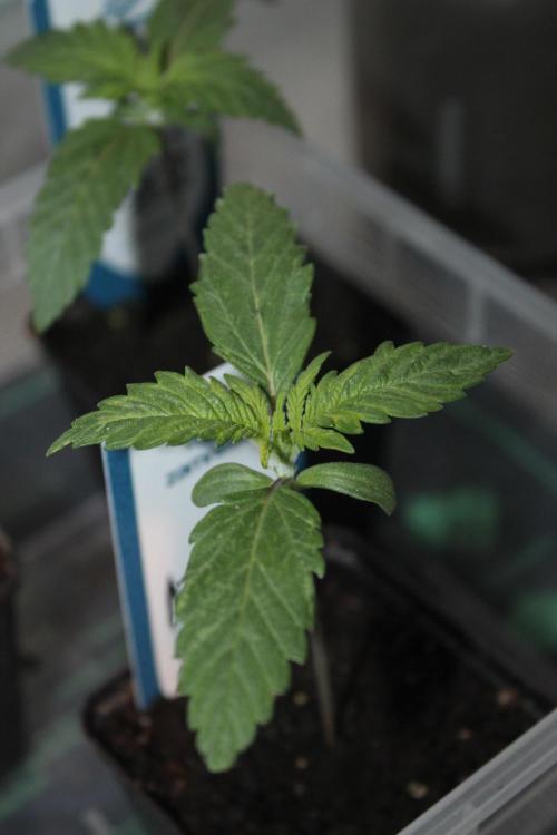 Purple Punch & Northern Lights in scrOG. Week 2 - Day 10