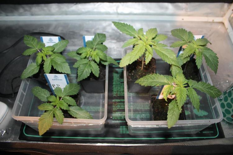 Purple Punch & Northern Lights in scrOG. Week 2 - Day 14