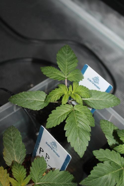 Purple Punch & Northern Lights in scrOG. Week 2 - Day 14