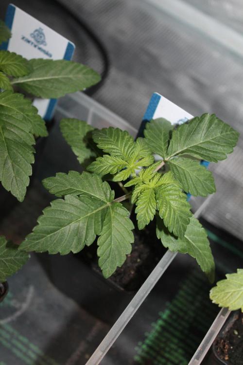 Purple Punch & Northern Lights in scrOG. Week 2 - Day 14