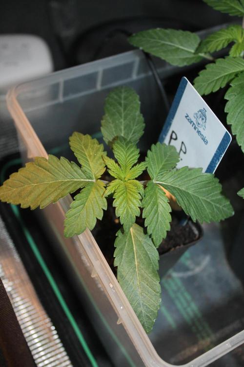 Purple Punch & Northern Lights in scrOG. Week 2 - Day 14