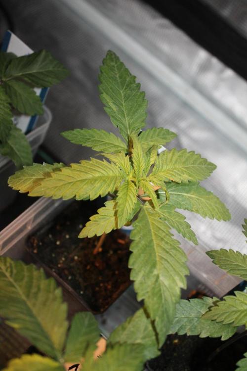 Purple Punch & Northern Lights in scrOG. Week 2 - Day 14