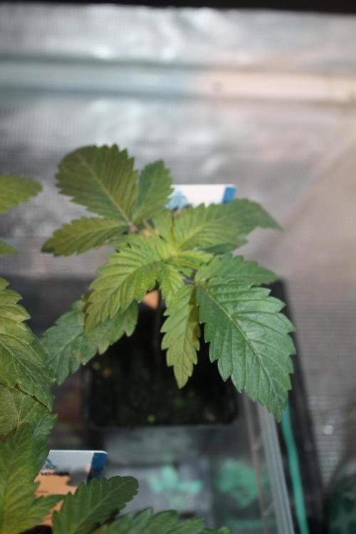 Purple Punch & Northern Lights in scrOG. Week 2 - Day 14