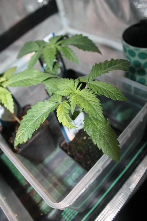 Purple Punch & Northern Lights in scrOG. Week 2 - Day 14