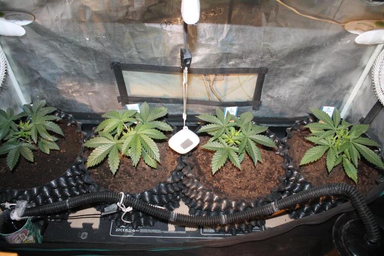 Purple Punch & Northern Lights in scrOG. Week 4 - Day 24