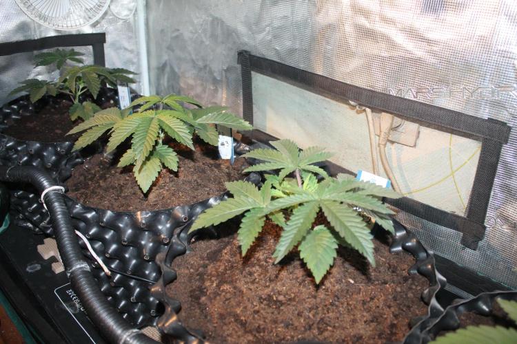 Purple Punch & Northern Lights in scrOG. Week 4 - Day 24