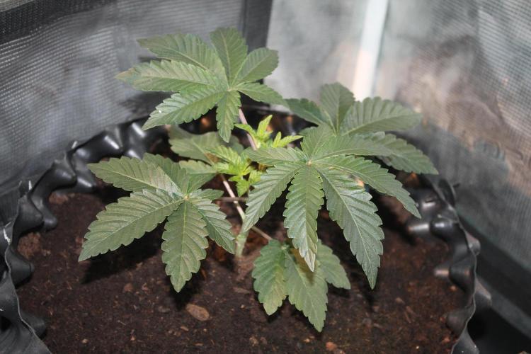Purple Punch & Northern Lights in scrOG. Week 4 - Day 24 - Purple Punch #2