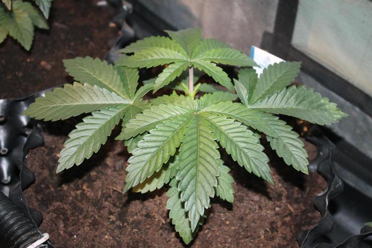 Purple Punch & Northern Lights in scrOG. Week 4 - Day 24 - Purple Punch #3