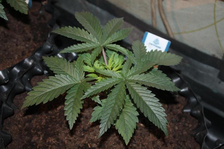Purple Punch & Northern Lights in scrOG. Week 4 - Day 24 - Northern Lights #2