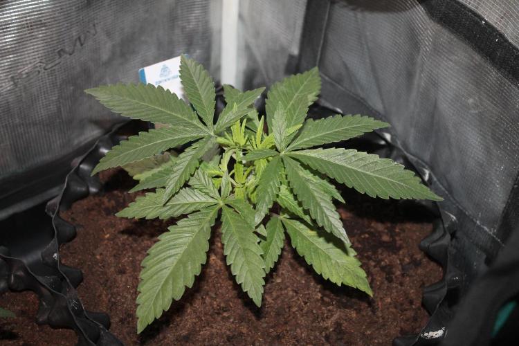 Purple Punch & Northern Lights in scrOG. Week 4 - Day 24 - Northern Lights #1
