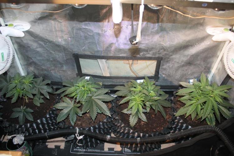 Purple Punch & Northern Lights in scrOG. Week 4 - Day 28
