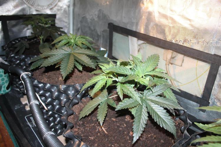 Purple Punch & Northern Lights in scrOG. Week 4 - Day 28