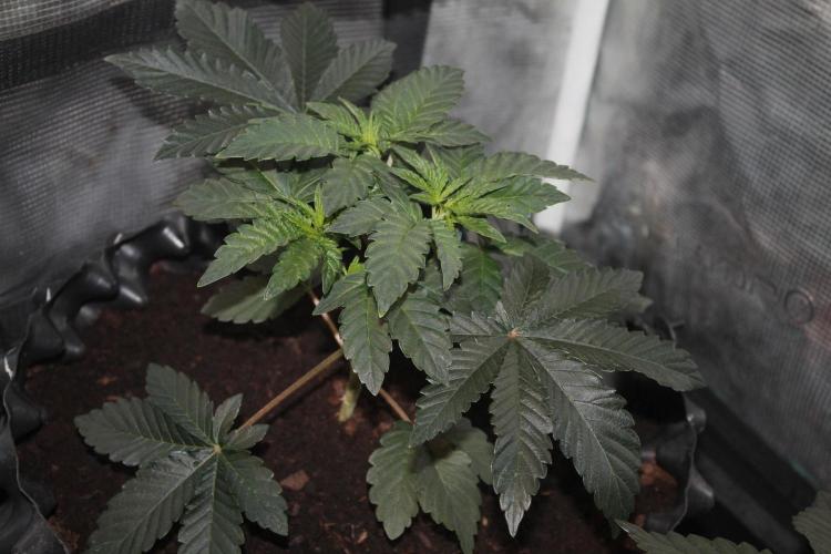 Purple Punch & Northern Lights in scrOG. Week 4 - Day 28 - Purple Punch #2