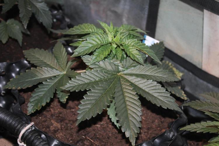 Purple Punch & Northern Lights in scrOG. Week 4 - Day 28 - Purple Punch #3