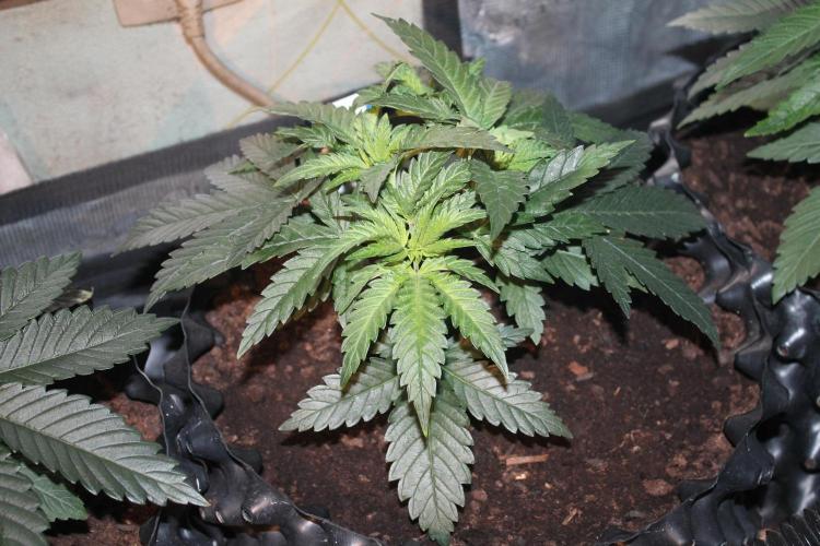 Purple Punch & Northern Lights in scrOG. Week 4 - Day 28 - Northern Lights #2