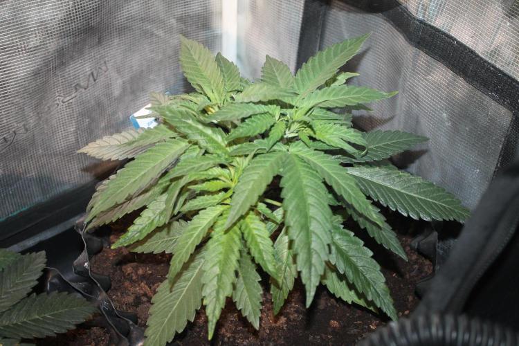 Purple Punch & Northern Lights in scrOG. Week 4 - Day 28 - Northern Lights #1