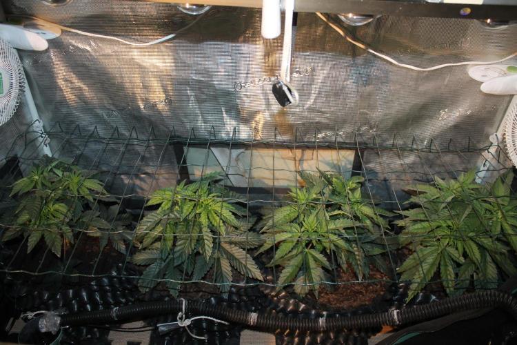 Purple Punch & Northern Lights in scrOG. Week 5 - Day 31