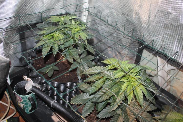 Purple Punch & Northern Lights in scrOG. Week 5 - Day 31 - Purple Punch