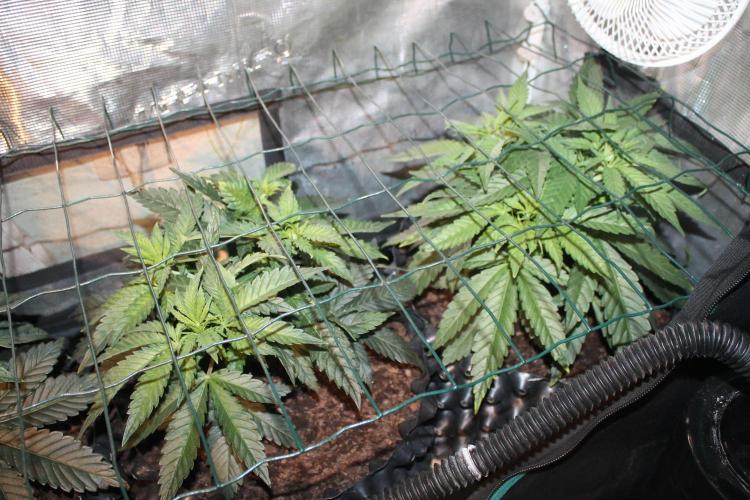 Purple Punch & Northern Lights in scrOG. Week 5 - Day 31 - Northern Lights