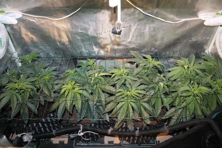 Purple Punch & Northern Lights in scrOG. Week 5 - Day 35