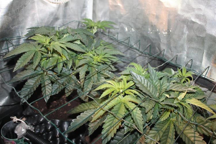 Purple Punch & Northern Lights in scrOG. Week 5 - Day 35 - Purple Punch