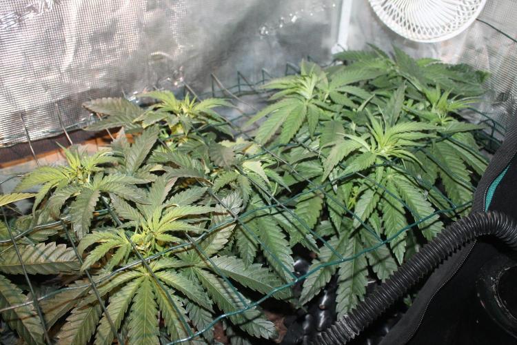 Purple Punch & Northern Lights in scrOG. Week 5 - Day 35 - Northern Lights
