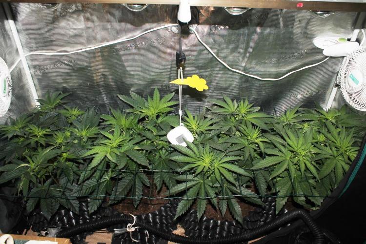 Purple Punch & Northern Lights in scrOG. Week 6 - Day 38 (3 days on 12/12)