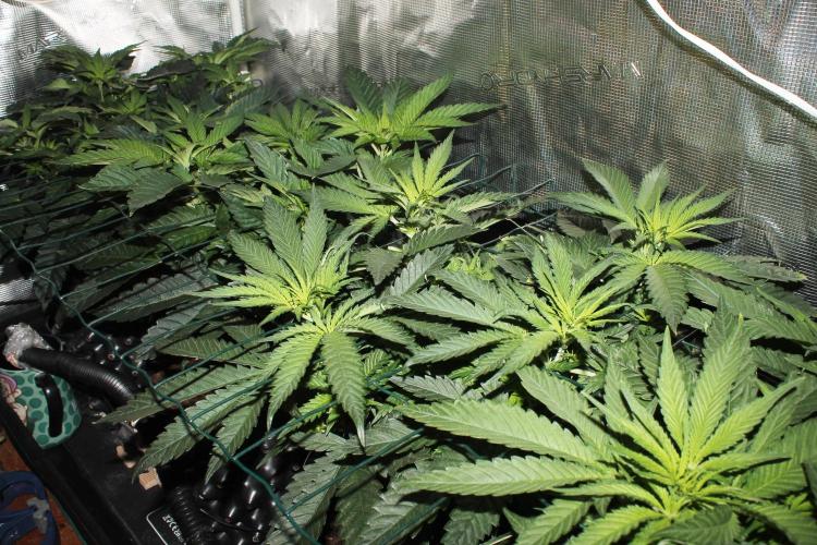 Purple Punch & Northern Lights in scrOG. Week 6 - Day 38 (3 days on 12/12)