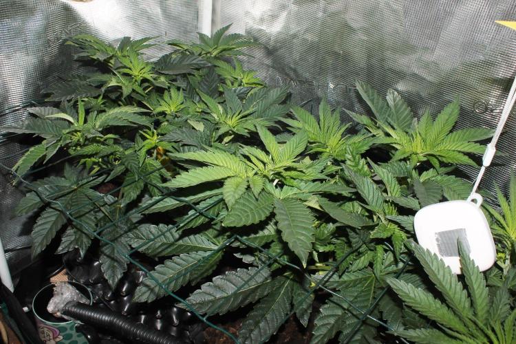 Purple Punch & Northern Lights in scrOG. Week 6 - Day 38 (3 days on 12/12) Purple Punch