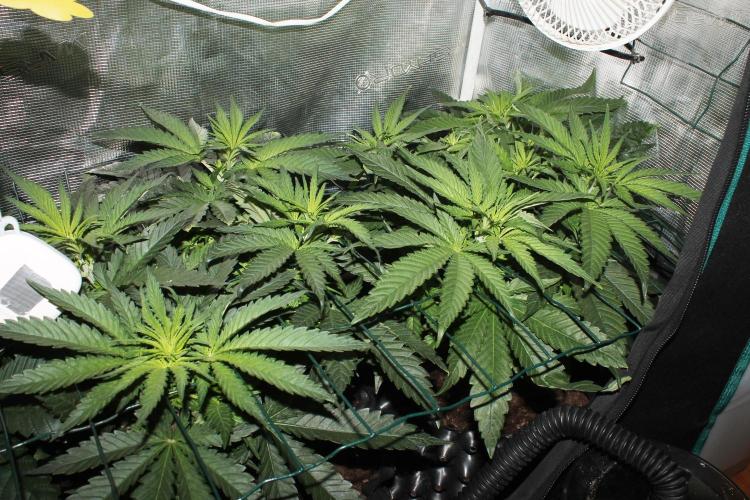 Purple Punch & Northern Lights in scrOG. Week 6 - Day 38 (3 days on 12/12) Northern Lights