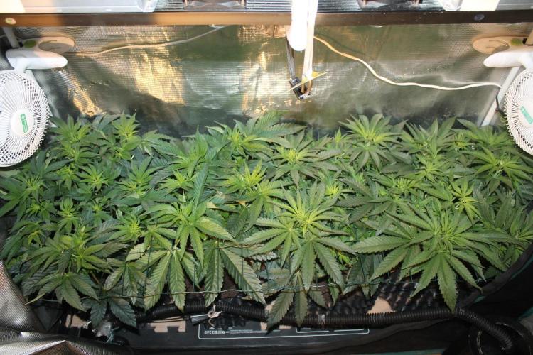 Purple Punch & Northern Lights in scrOG. Week 6 - Day 42 (7 days on 12/12)