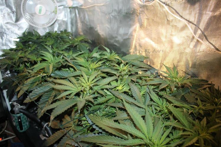 Purple Punch & Northern Lights in scrOG. Week 6 - Day 42 (7 days on 12/12)