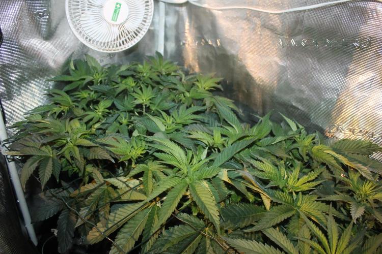 Purple Punch & Northern Lights in scrOG. Week 6 - Day 42 (7 days on 12/12) Purple Punch